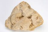 Ordovician Cephalopod (Gonioceras) Fossil - Wisconsin #204191-1
